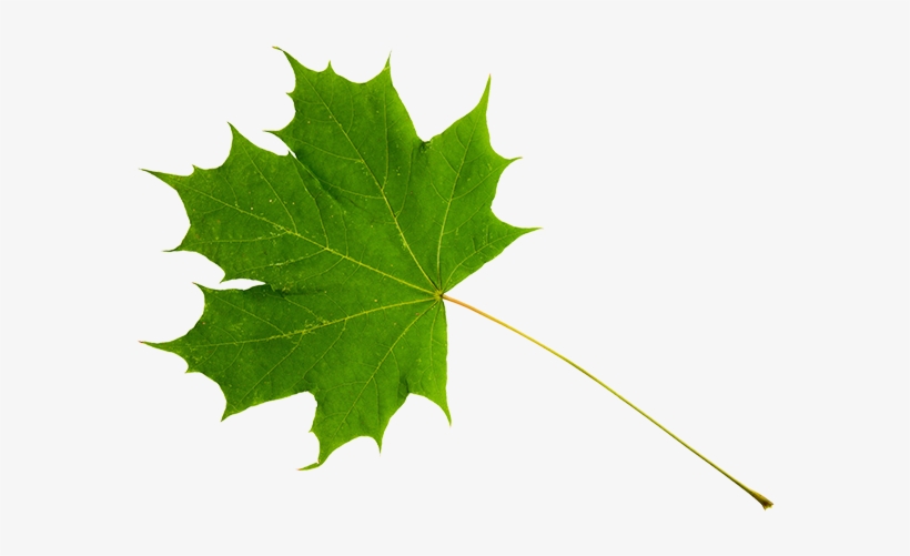 Green Maple Leaf - Sugar Maple Leaf Stem, transparent png download