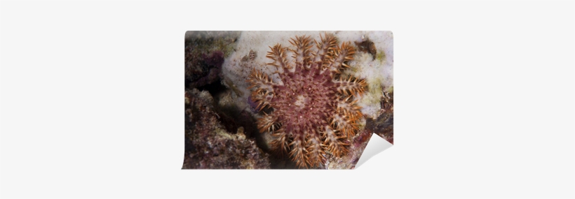 Sea Star Crown Of Thorns In Raja Ampat Papua, Indonesia - Photograph, transparent png download