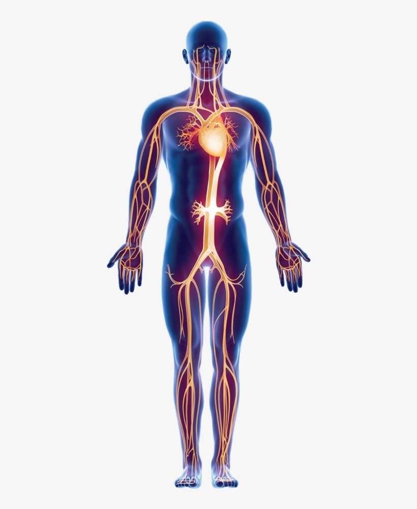 Explore More - Medical Terminology From Head To Toe [book], transparent png download