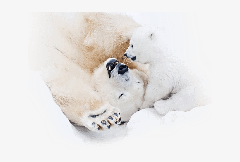 One Bella Casa Polar Bear Happiness Throw Pillow Size:, transparent png download