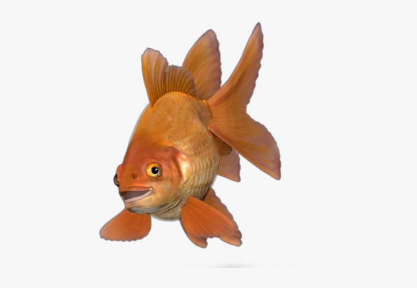 About Rodrigo - Goldfish, transparent png download