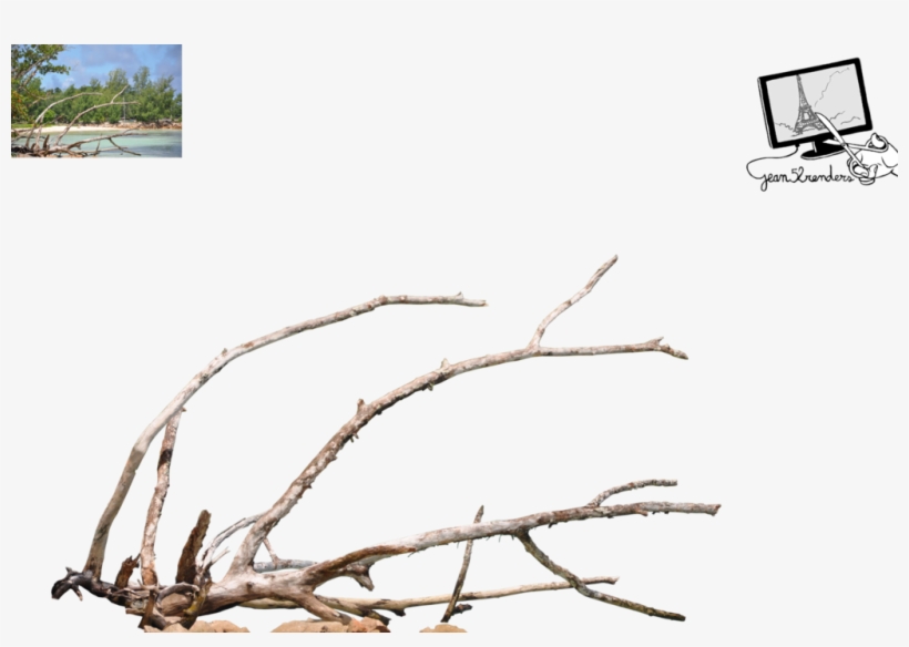 Branch Png - Dead Branch Png, transparent png download