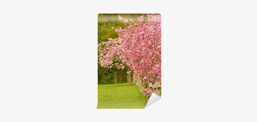 Cherry Blossom Trees Along A Post And Rail Fence Wall - Cherry Blossom, transparent png download