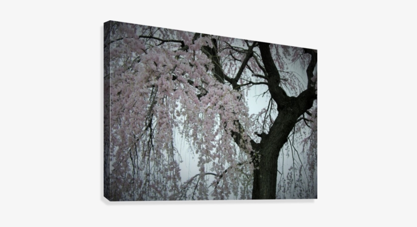 Pink Cherry Blossom Tree In Shades Of Gray Photograph - Cherry Blossom, transparent png download