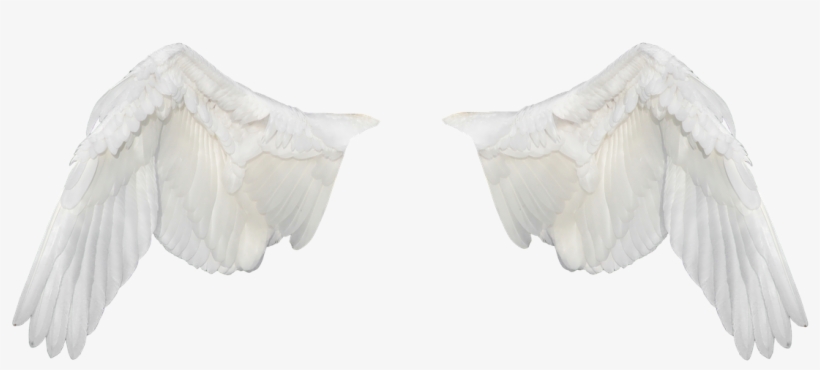Wings,wings Ave,flight,fly,white Wings,png,freedom, - Asas Brancas Png, transparent png download