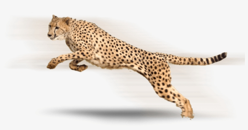 Free Png Cheetah Png Images Transparent - Acephate 50% Imidacloprid 1.8% Sp, transparent png download
