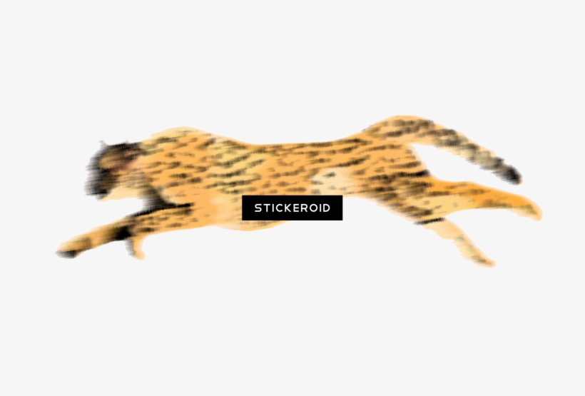 Cheetah Hd - Cheetah, transparent png download