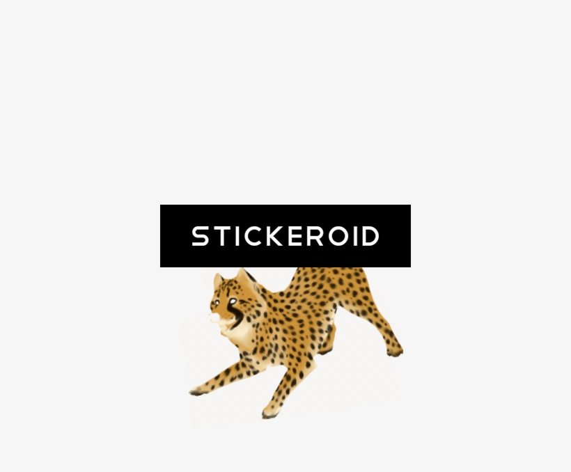 Cheetah, transparent png download
