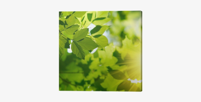 Green, transparent png download