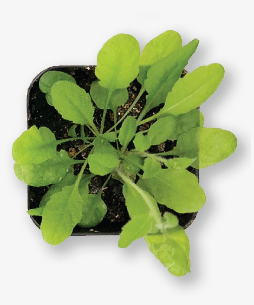 Over Time, Thin Seeds To One Individual Plant Per Pot - Plants, transparent png download