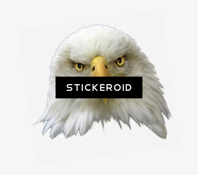 Bald Eagle Birds - Eagle, transparent png download