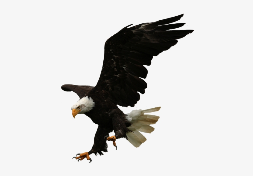Diving Eagle - Eyes Of The Raptor [book], transparent png download