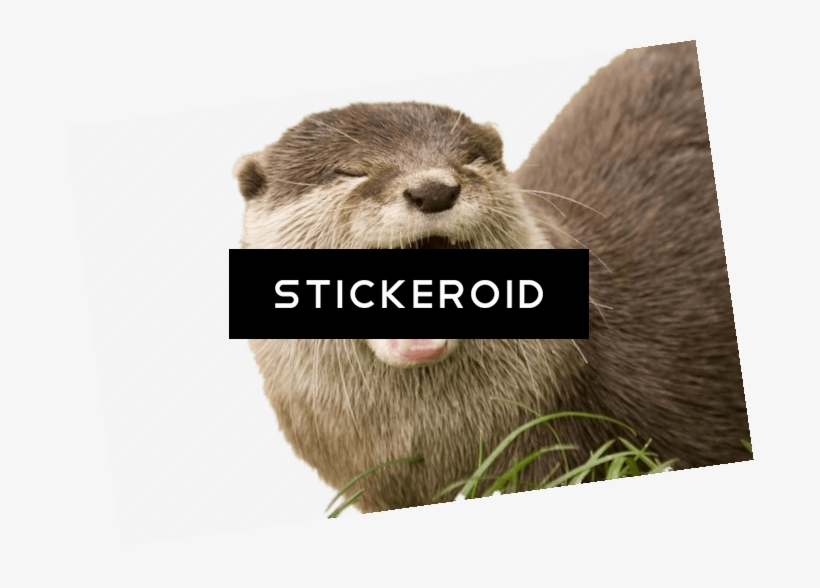 Yawning Otter - North American River Otter, transparent png download