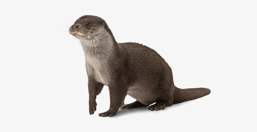 National Mississippi River Museum - Iowa National Mississippi River Museum, transparent png download