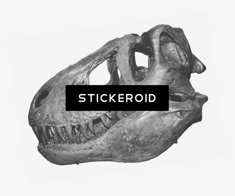 T-rex Skull - Tyrannosaurus, transparent png download