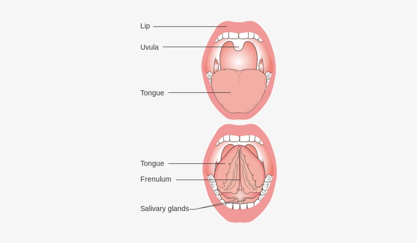 Diagram Showing The Parts Of The Mouth Cruk - Mouth Diagram Transparent, transparent png download