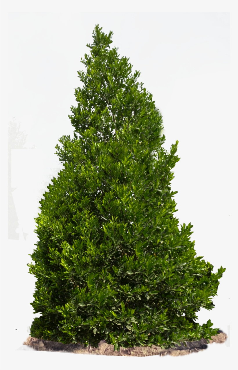 Carolina Cherry - Shrups Png, transparent png download