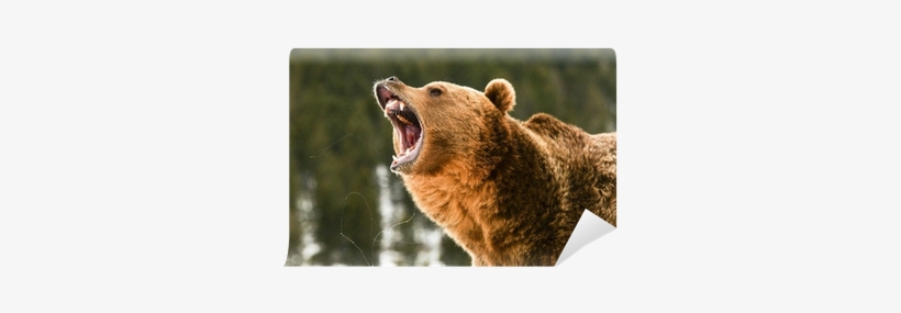 Wild Bear, transparent png download