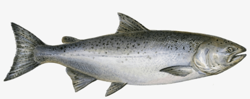W=500&h=500 - King Salmon Png, transparent png download
