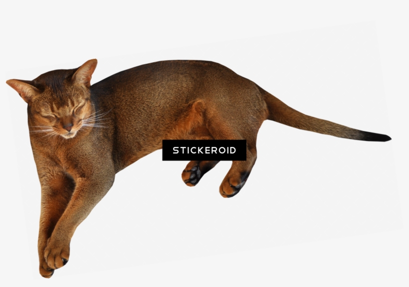 Cat Cats - Cat, transparent png download