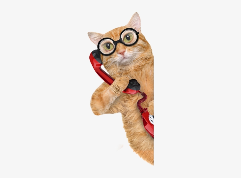 Proudly Serving The Woodlands, Conroe, Montgomery, - Cat On A Phone, transparent png download