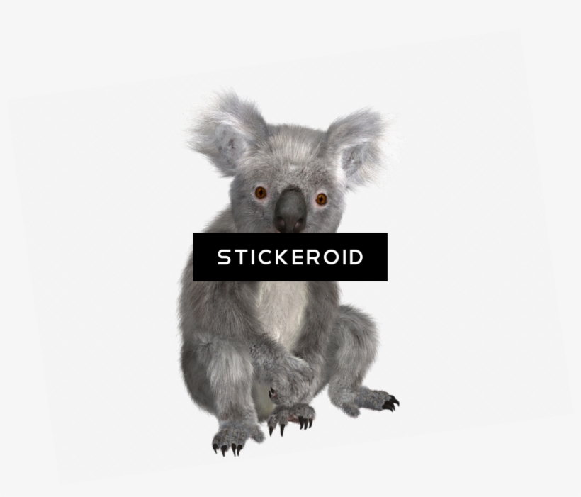 Koala - Notebook - Koala [book], transparent png download