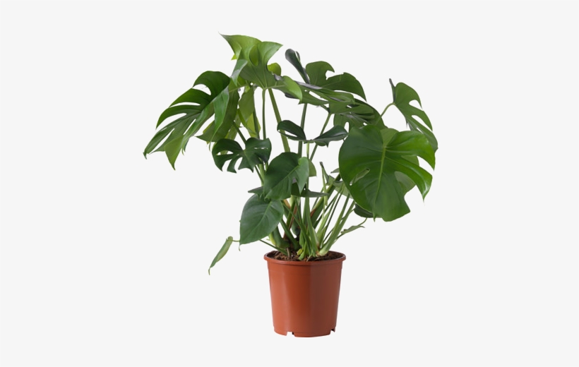 Monstera Plante Ikea, transparent png download