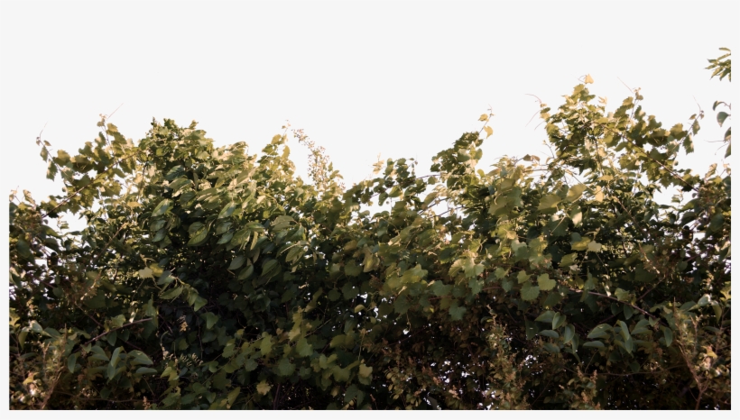 Foliage Bushs And Vines Png Stock Photo 0059 Autum - Stock Photography, transparent png download