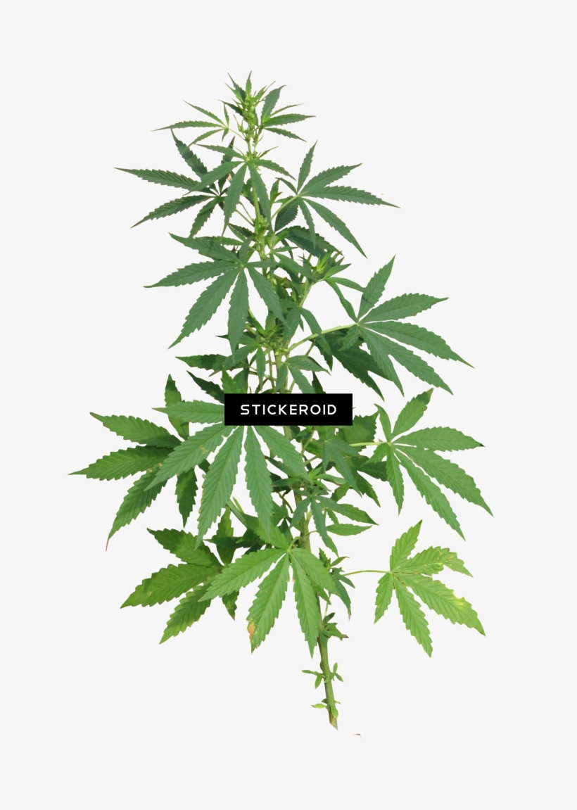 Cannabis Nature - Cannabis Png, transparent png download