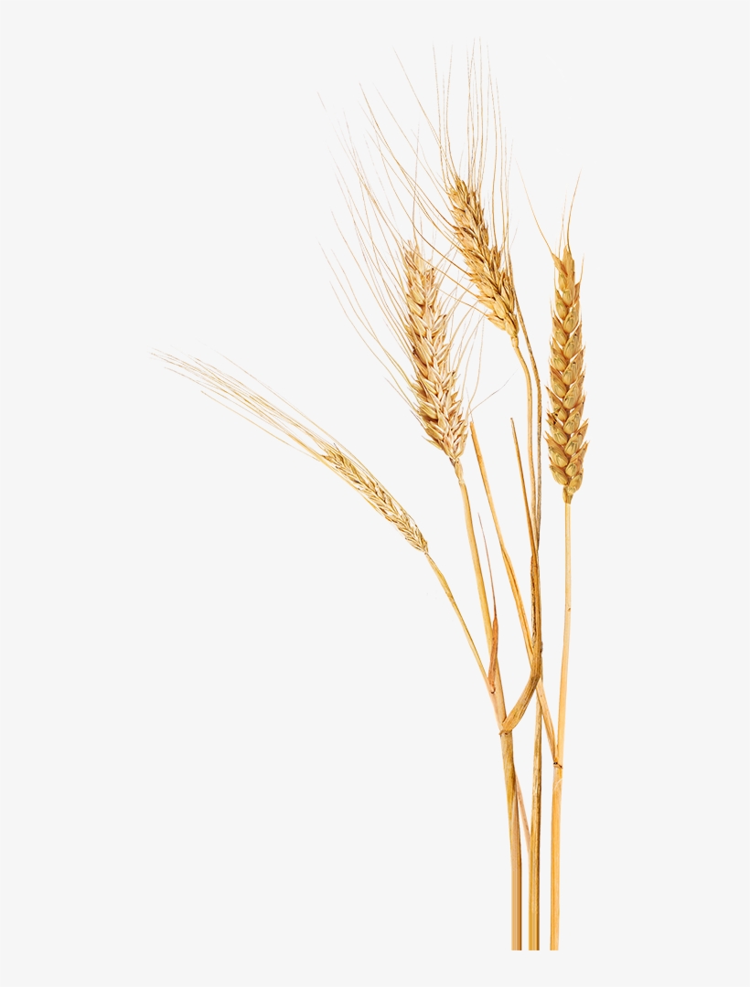 Paine Schwartz Wheat - Wheat, transparent png download