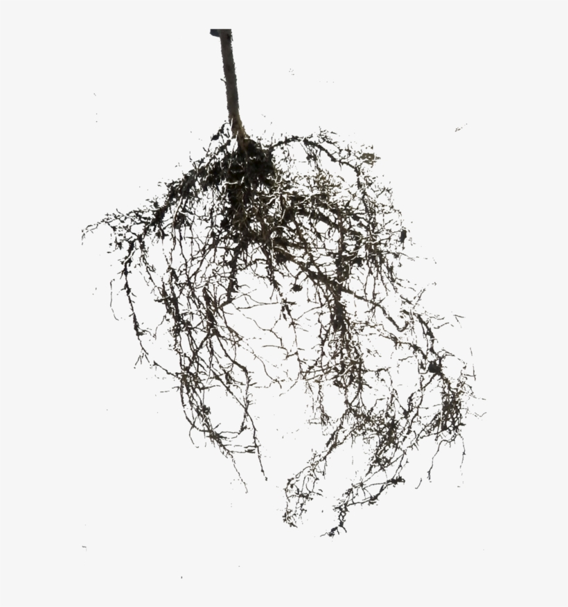 Thumb Image - Raices Png, transparent png download