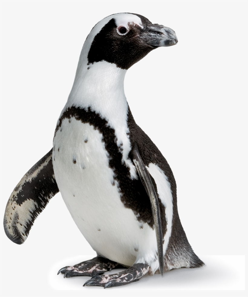 Image - Academy Of Science Museum Rainforest, transparent png download