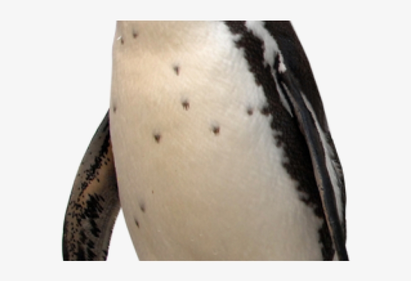 Tattoo, transparent png download