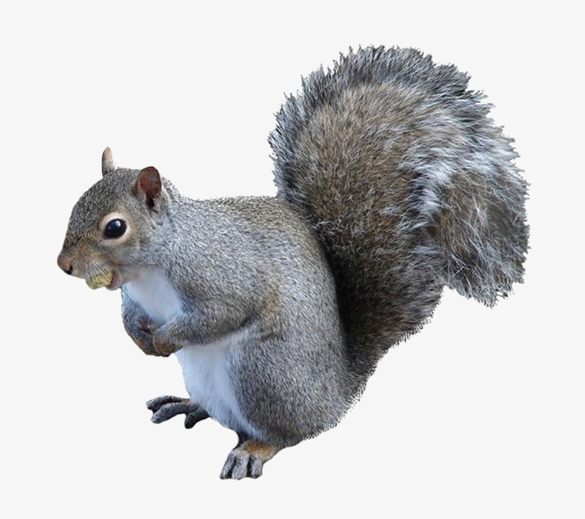 Squirrel Png High-quality Image - Squirrel Png, transparent png download