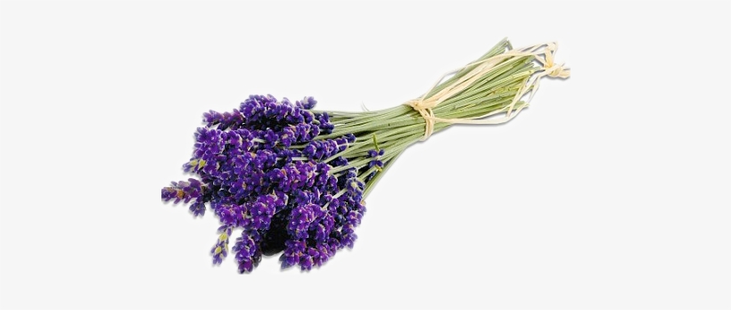 Pec Lavender Farm - Pure Body Naturals 100% Pure Bulgarian Lavender Essential, transparent png download