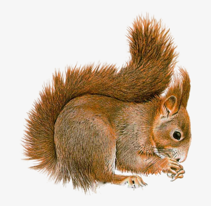 Best Free Squirrel Png Image - Squirrel Png Gif, transparent png download