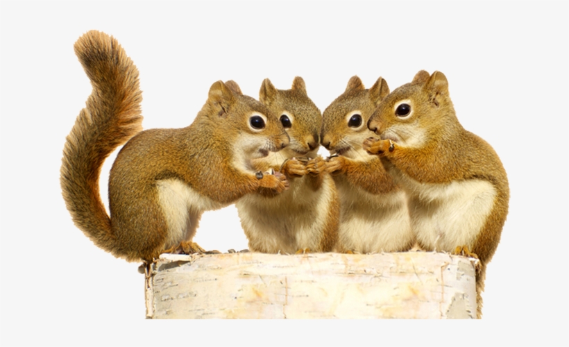 Squirrel Png Download - Squirrels Sharing, transparent png download
