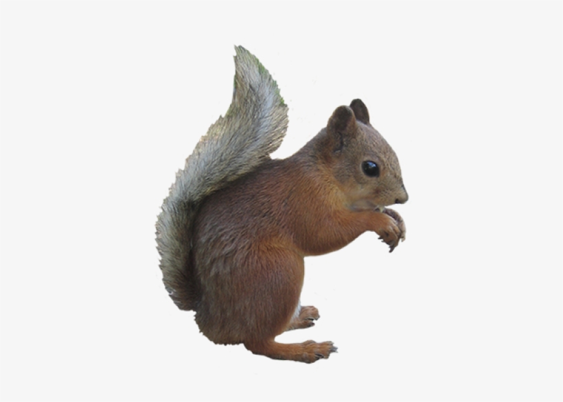 Squirrel Png, Download Png Image With Transparent Background, - Squirrel With Clear Background, transparent png download