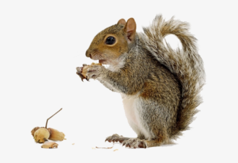 Squirrel Png, transparent png download
