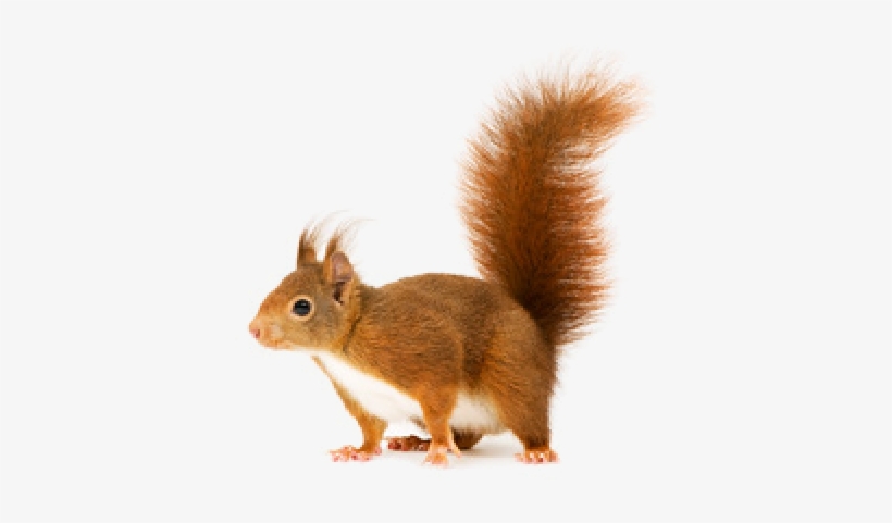 Squirrel Png, Download Png Image With Transparent Background, - Chapelwood Cpw3903 1.5 Kg Squirrel Food - Mixed, transparent png download