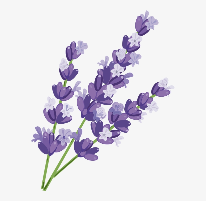 Lavender Relax Lotion Stickybudz - Lavender, transparent png download