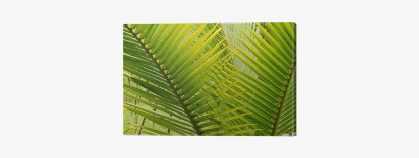 Two Fan Shaped Green Palm Leaves Canvas Print • Pixers® - Canvas, transparent png download