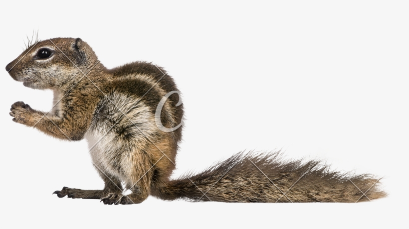 Barbary Atlantoxerus Getulus Photos - Hydrochoerinae, transparent png download