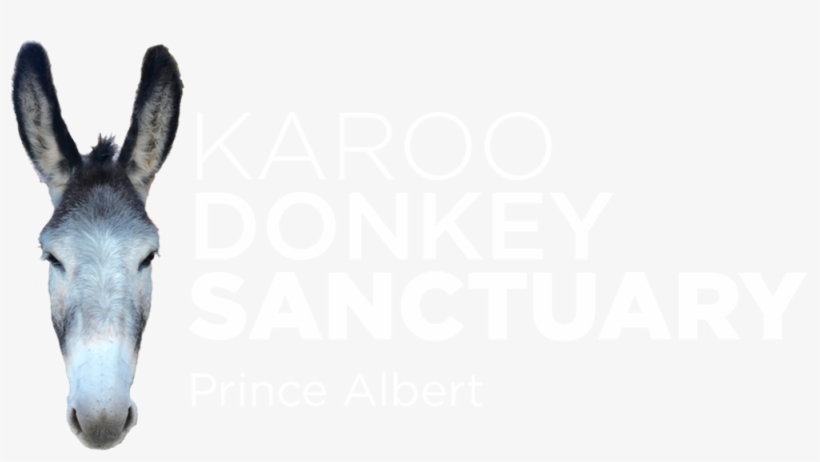 The Karoo Donkey Sanctuary Is A Registered Animal Welfare - Donkey Head Png, transparent png download