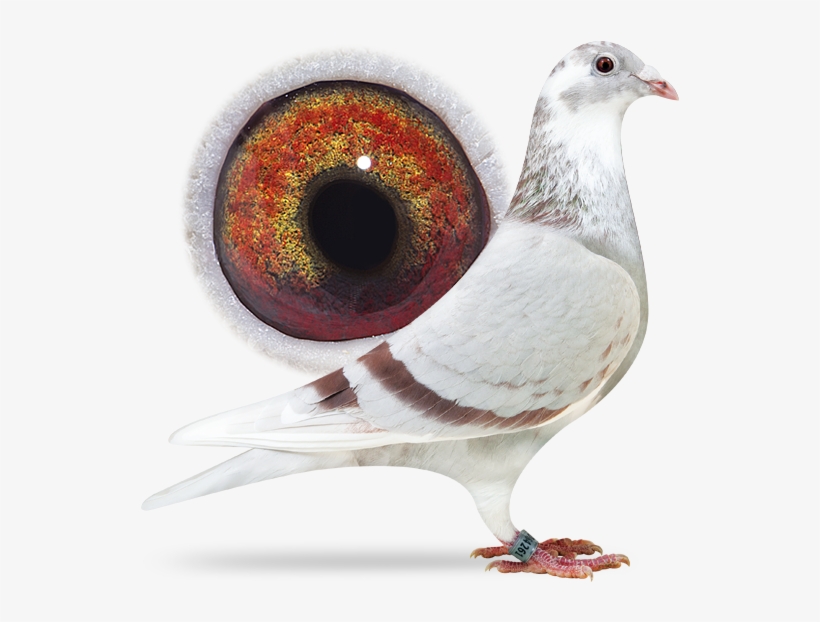 Gold Dust - Racing Homer, transparent png download