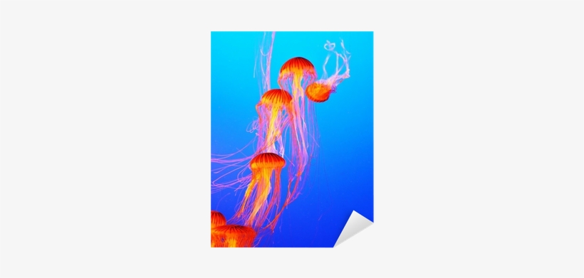 Jellyfish, transparent png download