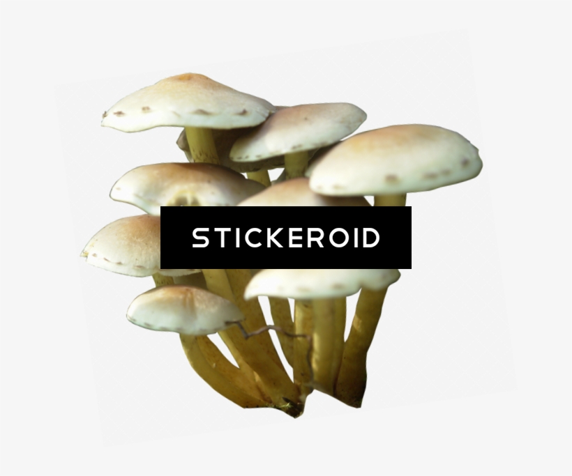 Mushroom, transparent png download