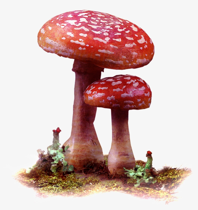 Two Deep Mountain Mushrooms Transparent - 蘑菇 水彩, transparent png download