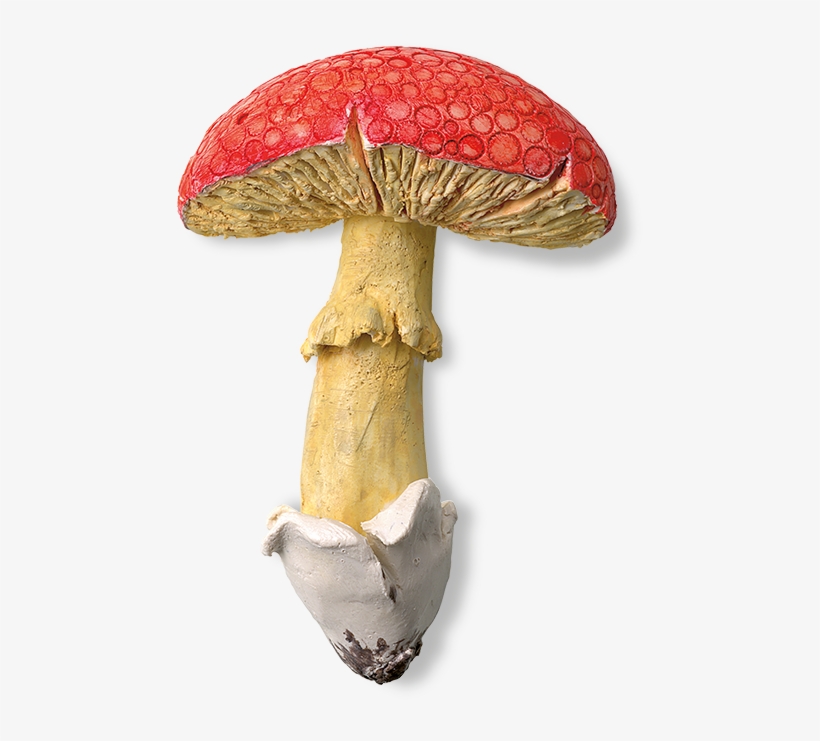 Original Mushroom - Mushroom, transparent png download