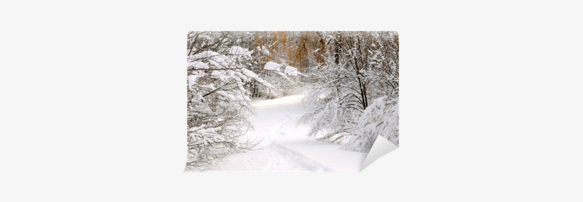 Path In Winter Forest After A Snowfall Wall Mural • - Winter, transparent png download